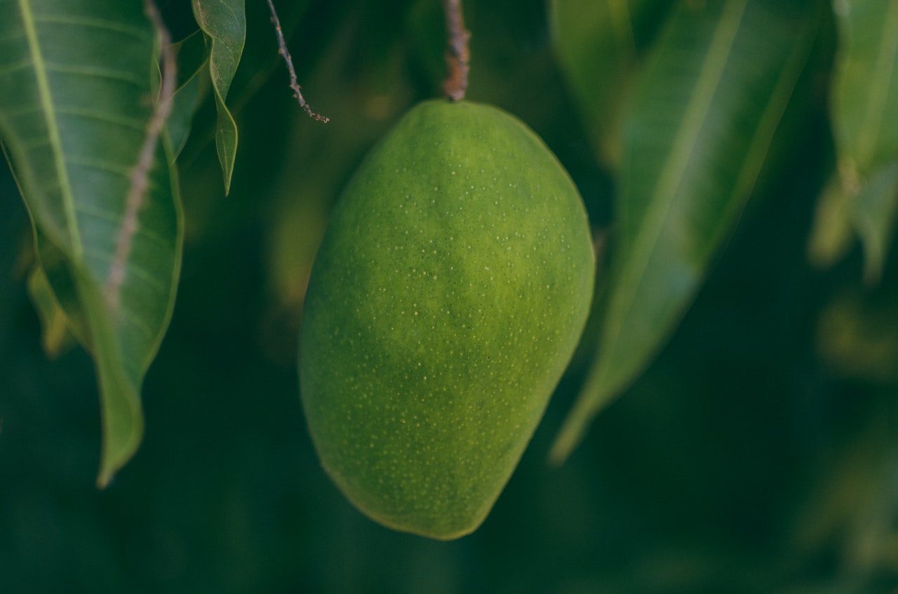 Quelles sont les vertus de la mangue séchée ?