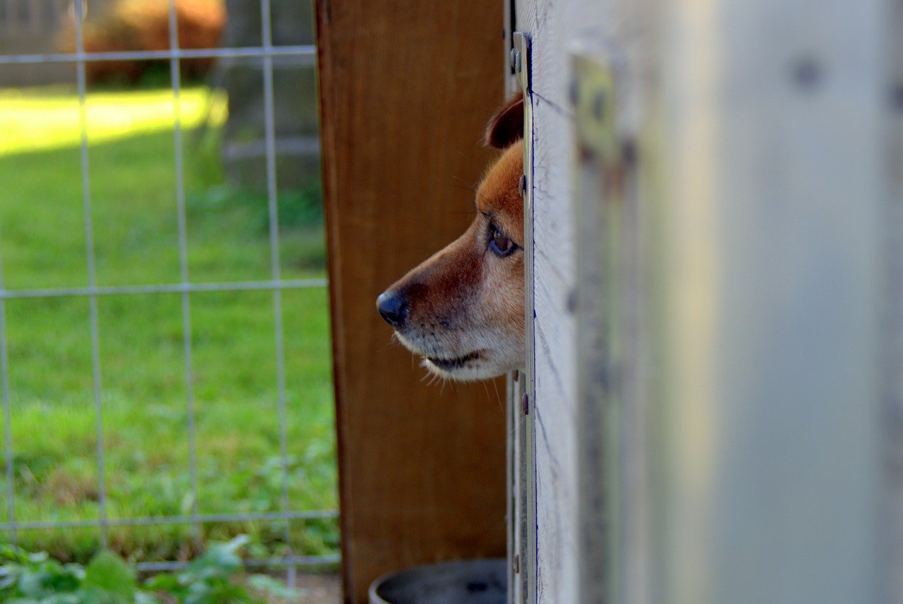Quel est le mode de fonctionnement d’un refuge animalier ?
